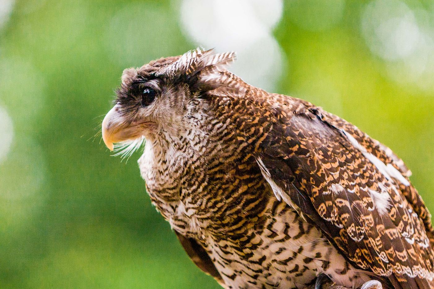 BIRDS OF SINGAPORE Rollie Waters Photography